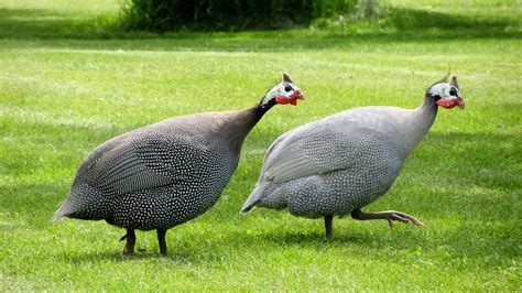 Free Photo Guinea Fowl Dot Chickens Free Image On Pixabay 1474767