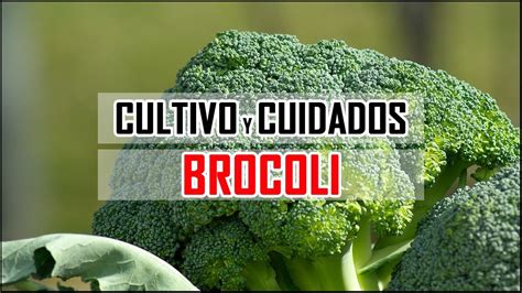 Gu A De Cultivo De Brocoli En La Huerta O Huerto Urbano Locos Por La