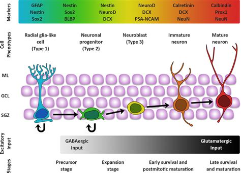 Stages Of Hippocampal Neurogenesis Depiction Of The Stages Of The