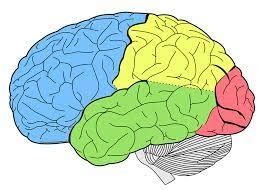 brain regions diagram Diagram | Quizlet