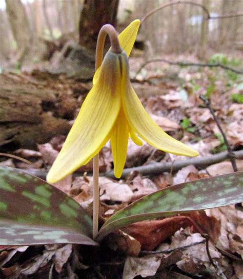 Wildflowers Of Western Pennsylvania Wild Flowers Trout Lily Flower