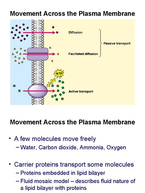 Transport Mechanisms Across Membrane | PDF