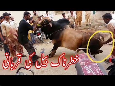 Qurbani Kay Khatarnak Tareen Bail Ki Qurbani Ki Video Danger Bull