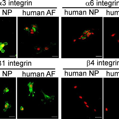 Expression Of Laminin Binding Protein Cd Tetraspanin In The