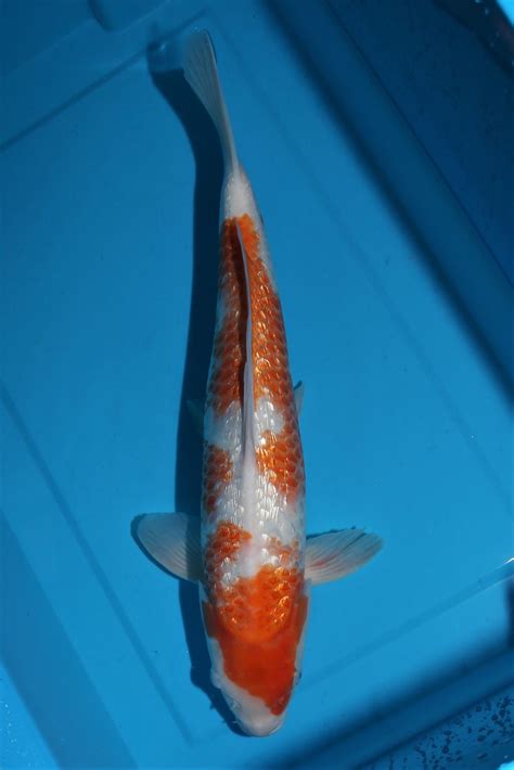 Jumbotosai Ginrin KohakuKawari 42cm Koi Oberschwaben Ihr Spezialist