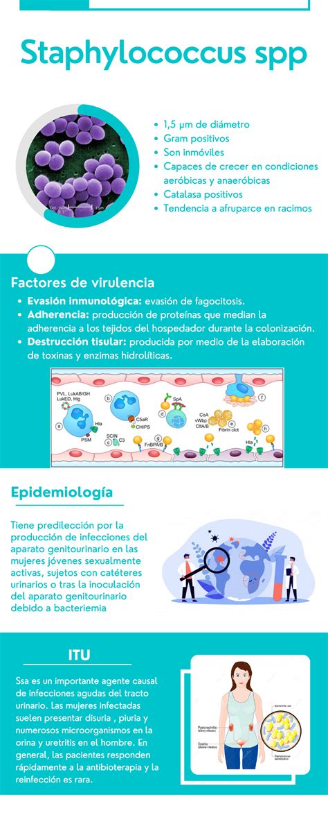 Staphylococcus Spp Resumen Breve Infografia 60 Staphylococcus Spp