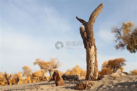 沙漠中的死亡木柴高清图片下载 正版图片321081493 摄图网