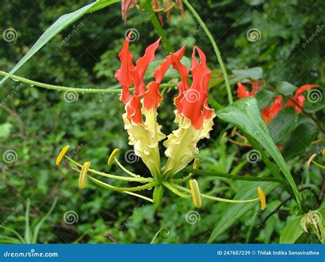 Flame Lily Gloriosa Superba Is A Species Of Flowering Plant In The