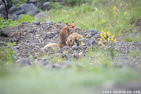 Shiretoko Peninsula: Red Foxes Born at the Fisherman’s Hut