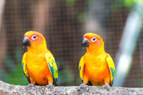 Sun Conure Vs Green Cheek Conure Picking Your Perfect Pet Avian