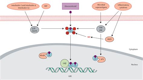 Glucocorticoid resistance in inflammatory diseases - The Lancet