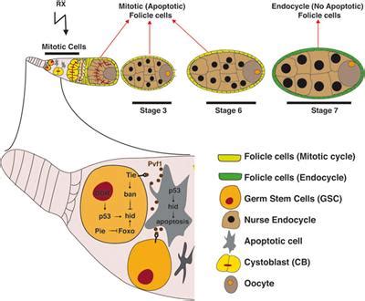 Frontiers Regulation And Coordination Of The Different DNA Damage