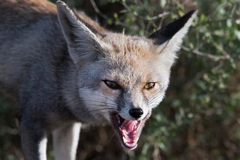 Desert Fox Photograph by Hira Punjabi