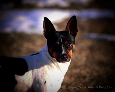 Seegmiller Standard Rat Terriers Female Rat Terriers