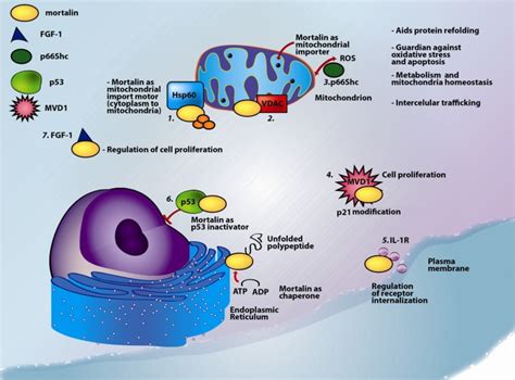 Multiple Functions And Multiple Localizations Of Mortalin Mortalin Is Download Scientific