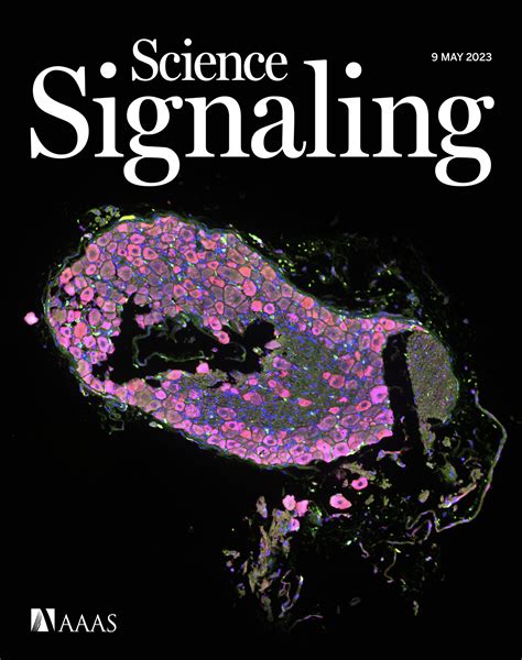 SARS CoV 2 Airway Infection Results In The Development Of Somatosensory