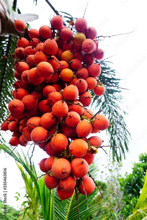 foxtail palm seeds , foxtail palm fruit Stock Photo | Adobe Stock