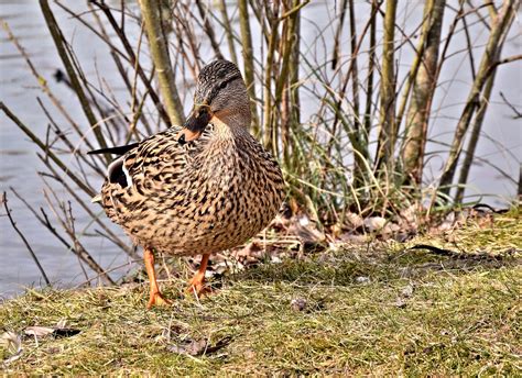 Pato Plumaje Aves Acuáticas Foto gratis en Pixabay Pixabay