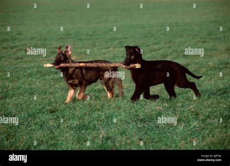 German Shepherd Dogs Puppies 3 Month Alsatian Branch Stock Photo Alamy