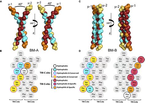 Frontiers Structural Model Of The Migm B Cell Receptor Transmembrane