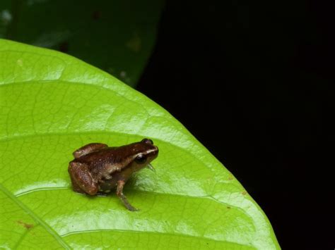 Chiasmocleis Carvalhoi From Maynas Loreto Peru On January At