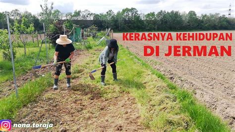 ISTRI PERKASA BANTU SUAMI DI SAWAH MENCANGKUL DEMI MAKAN SAYUR YouTube