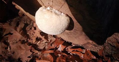 Can Anyone Verify For Me That This Is A Lions Mane Central North