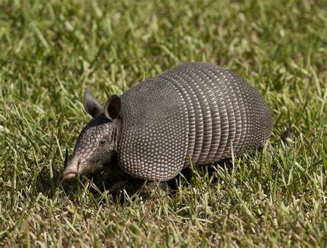 Armadillos In North Carolina Nc Armadillo Project Reports Record Number Of Sightings In