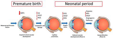 Jcm Free Full Text Oxidative Stress Markers And The Retinopathy Of Prematurity