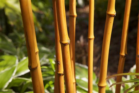 Golden Bamboo Phyllostachys Aurea Bambusoides All Gold Flickr