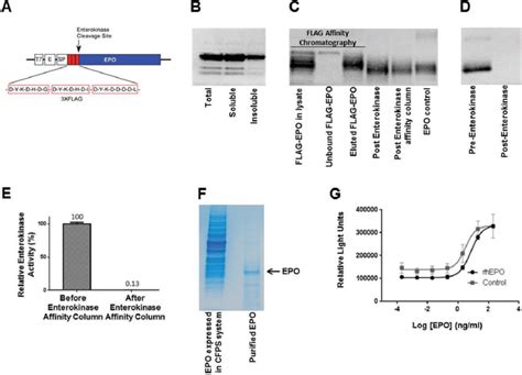 Expression And Purification Of Recombinant Human Epo Using The Fluidics