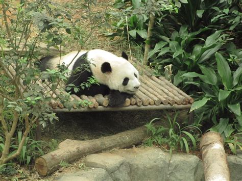 Opinionation: Pandas in Singapore