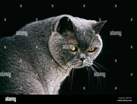 the british shorthair cat Stock Photo - Alamy