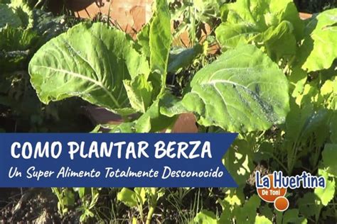 Como Plantar Berza En El Huerto La Huertina De Toni