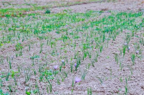 Récolte Dans Le Champ De Safran L épice La Plus Chère Du Monde