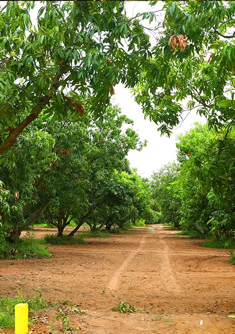 Mango Farming Chennai Mango Farm Land Chennai M S Holidays Farm