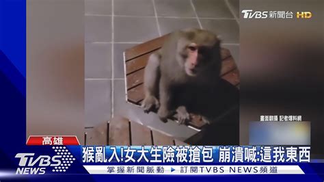 獼猴怎麼又亂入女大生險被搶包 崩潰喊這我的東西｜tvbs新聞 Tvbsnews02 Youtube