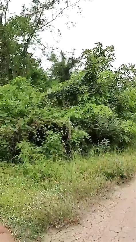 Thai Man Bj Cum Swallow Outside In Mouth 1 32 Gay Porn XHamster