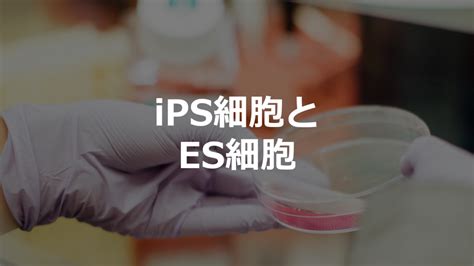 Ips細胞とes細胞の違い 生物系大学生の生存戦略