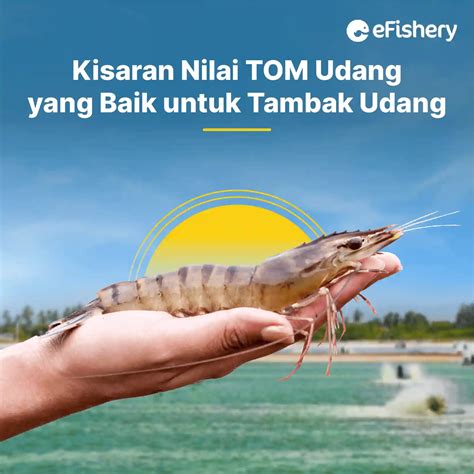 Kisaran Nilai Tom Udang Yang Baik Untuk Tambak Udang