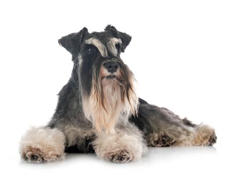 C Mo Entrenar A Un Perro Schnauzer Pasos Y Consejos Infalibles