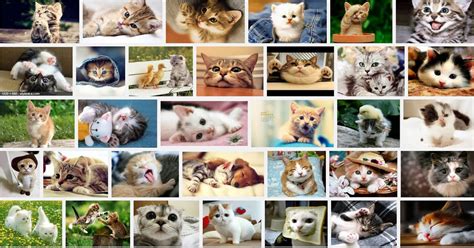 Cute Kitten Collage Aww