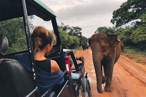 Colombo Safari en soirée dans le parc national de Kaudulla au départ