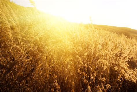 Yellow Grass Wallpaper Hd