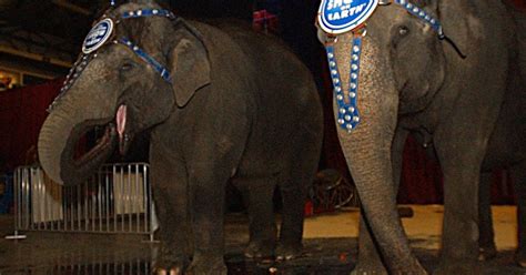 Shriners circus has fewer animals and more stunts, but PETA wants the bears out, too