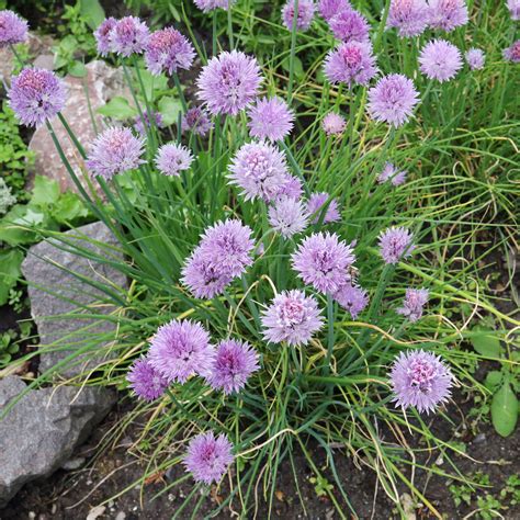 Chives (Allium schoenoprasum)