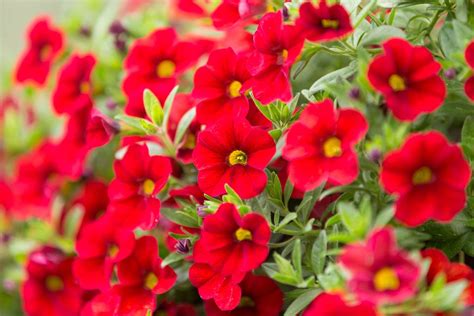 15 Stunning Red Flowers For Your Garden