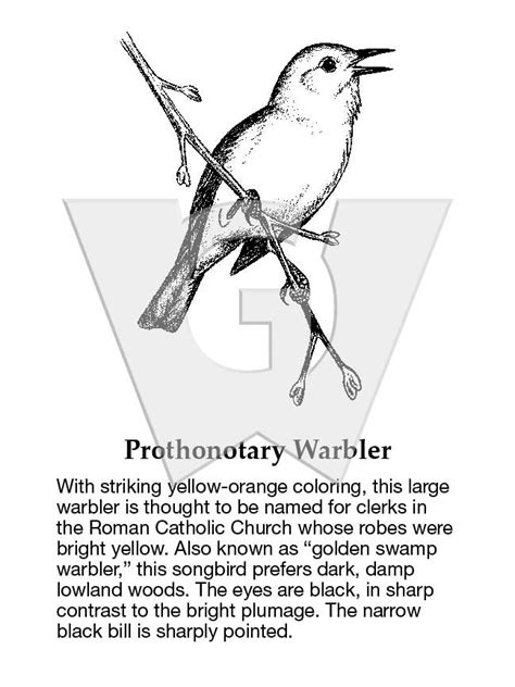 Prothonotary Warbler – Wilderness Graphics, Inc.