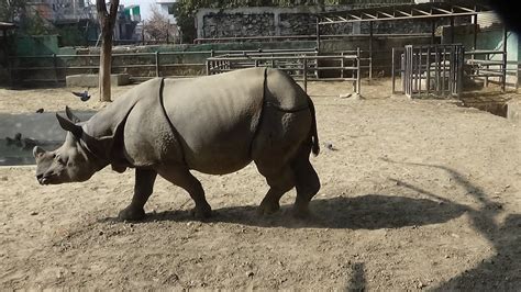 One Horned Rhino Nepal Free Photo On Pixabay Pixabay