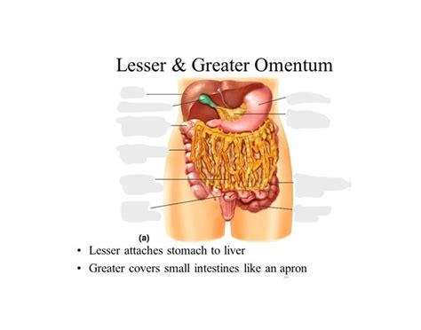 Internal Organs Labeling Quiz